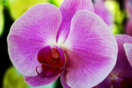 Orchid flora