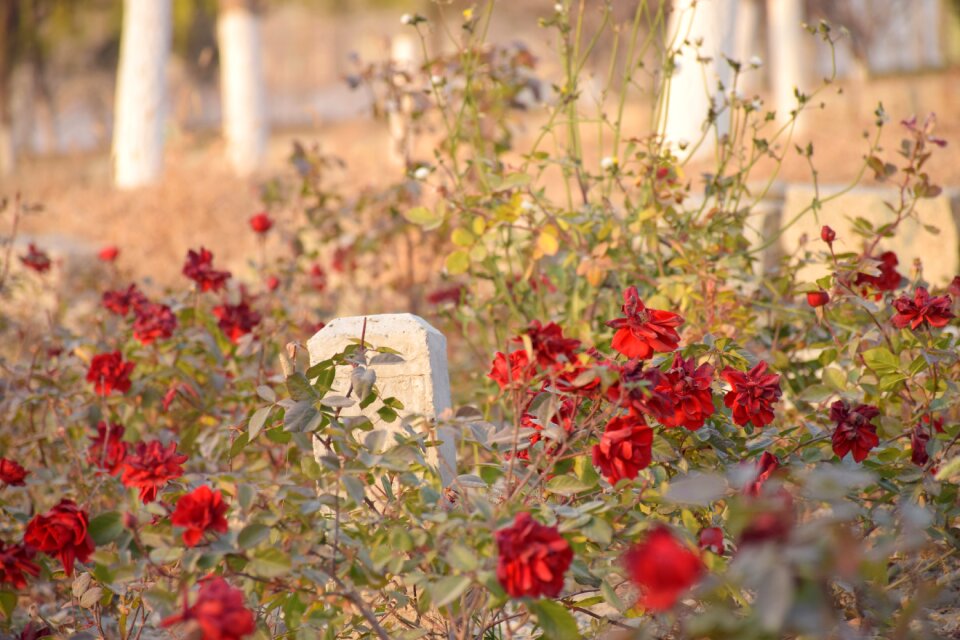 Autumn rose tombstone