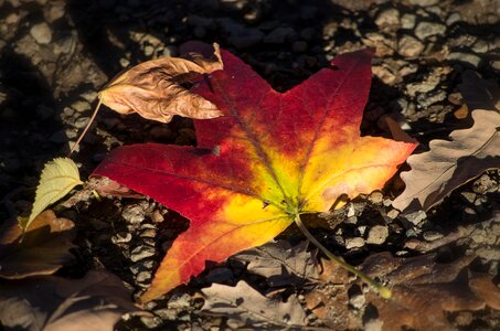 Season tree maple photo