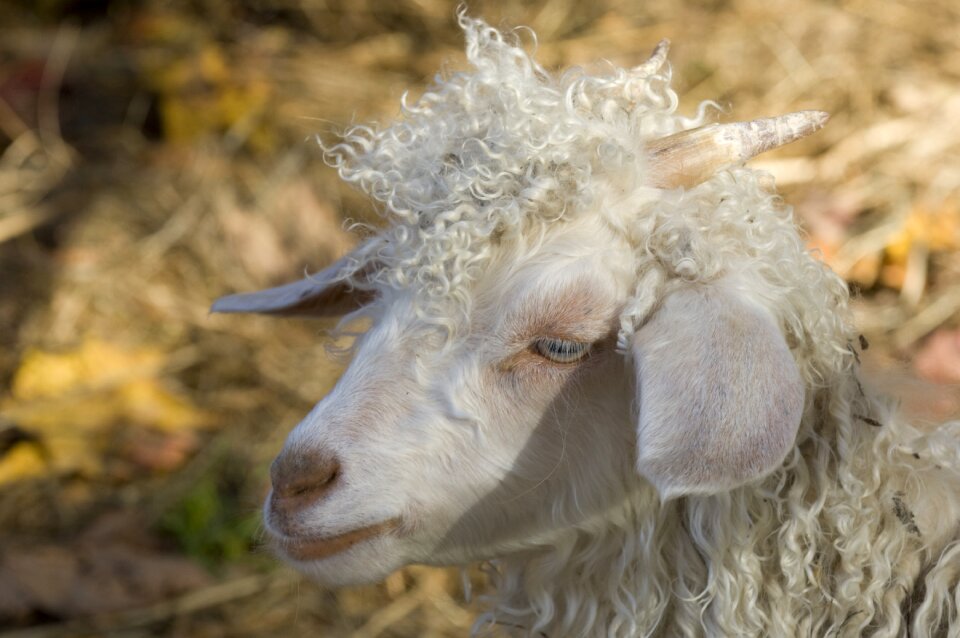 Fall animal