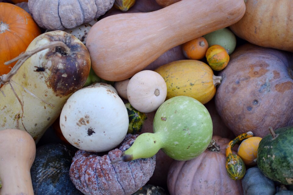 Pumpkin gourd hotel salon location