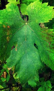 Nature grape the vine leaf photo