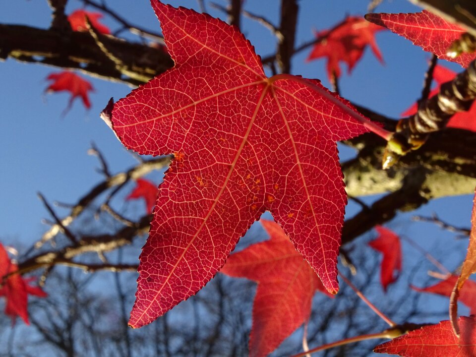 Red light nature