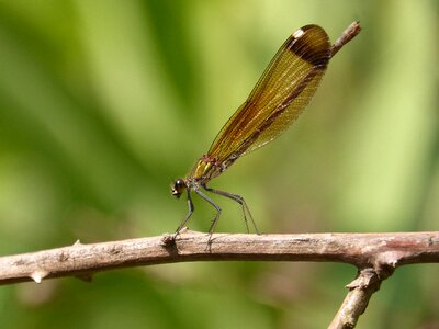 Calopteryx haemorrhoidalis branch greenery