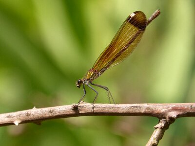 Calopteryx haemorrhoidalis branch greenery photo