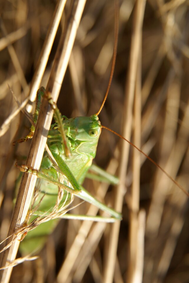 Bug nature stroh