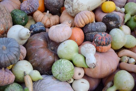 Pumpkin gourd hotel salon location