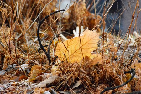 Nature fall seasonal photo