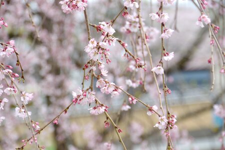 Sakura cherry blossoms kyoto photo