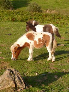 Pasture grass meadows