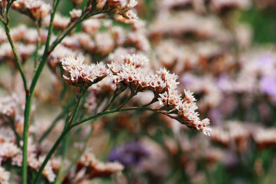 Flowers nature purple