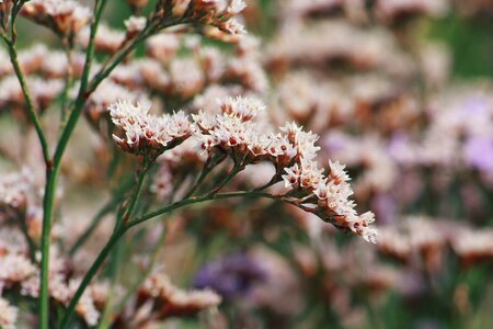 Flowers nature purple photo