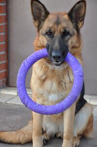 Toy puller training