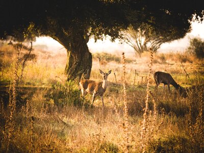 Landscape deer lighting photo