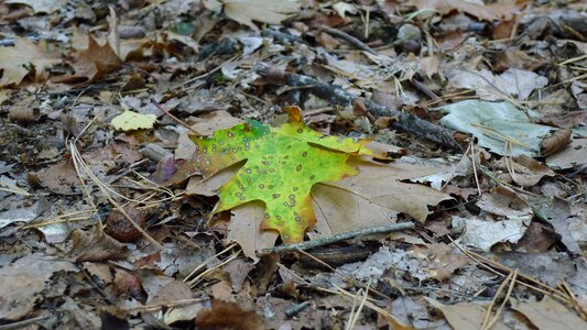 Autumn color sheet