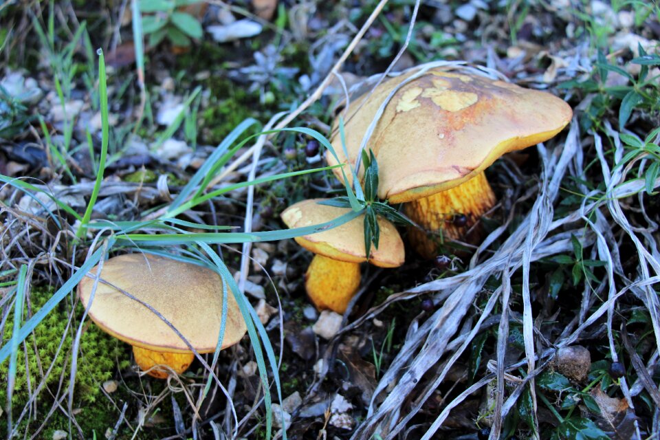 Autumn mushrooms forest