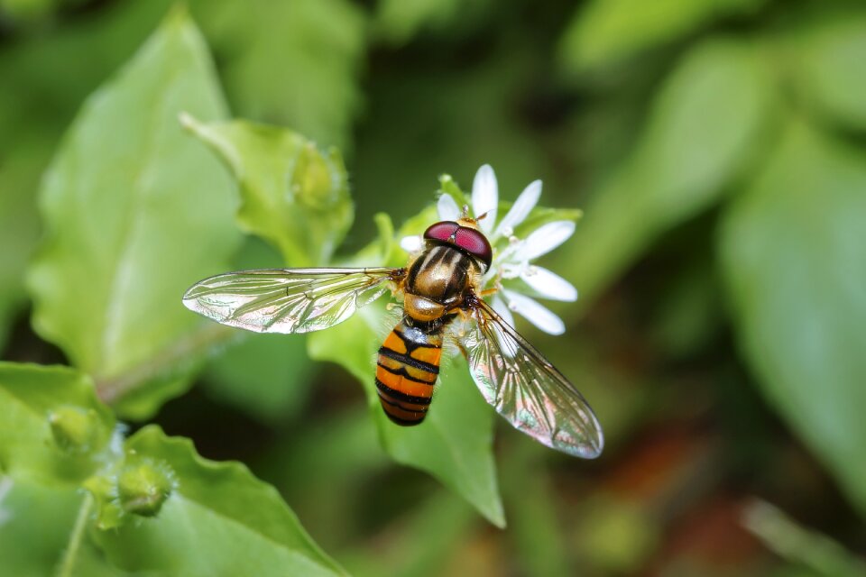 Insect flower nature