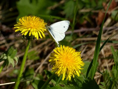 Dandelion butterfly nature photo
