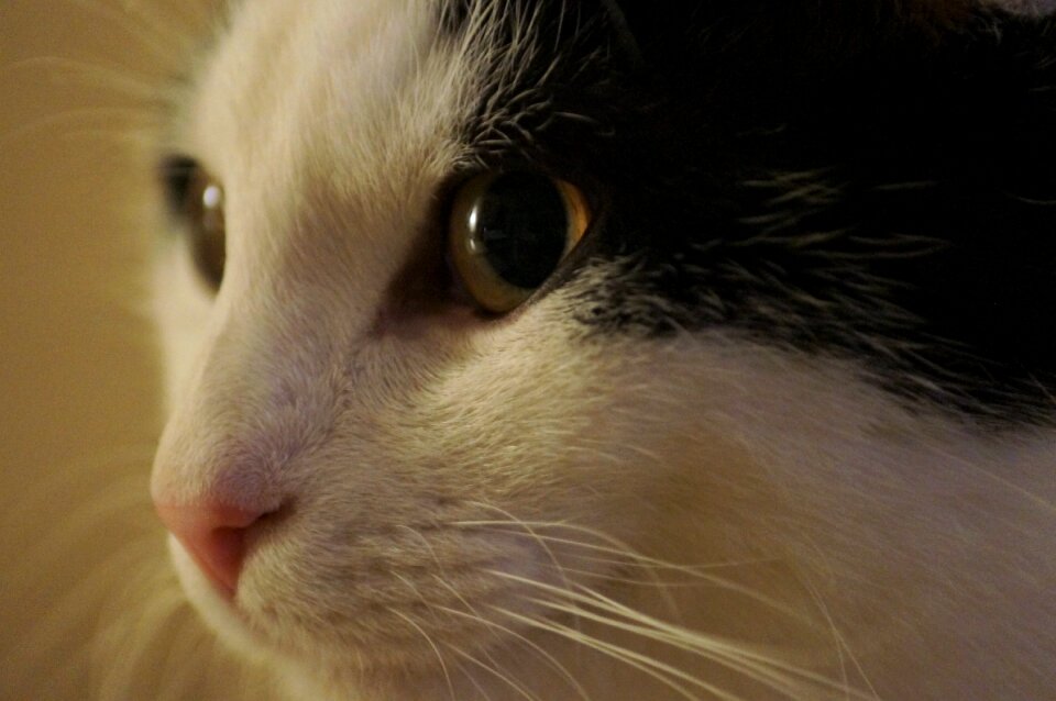 Cat's eyes cat face portrait