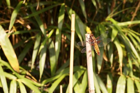 Dragonfly insect reed