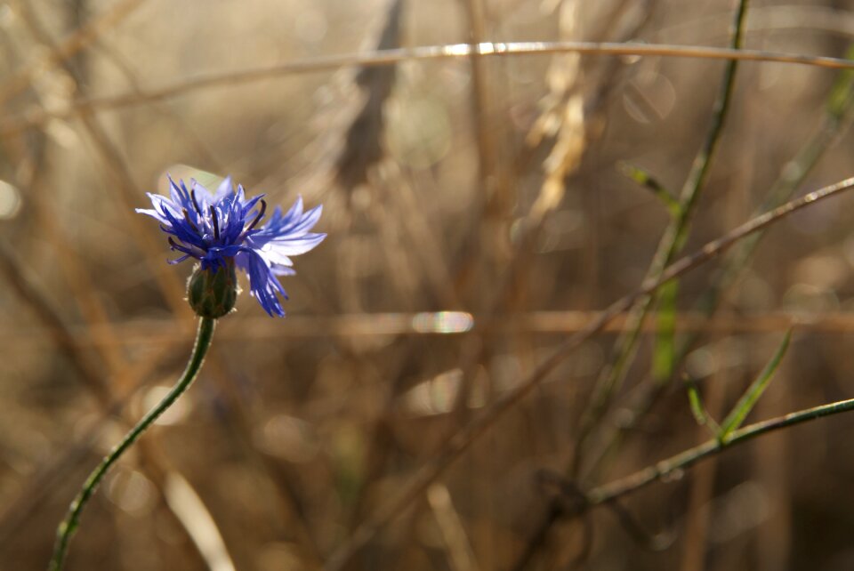 Nature stroh straw photo