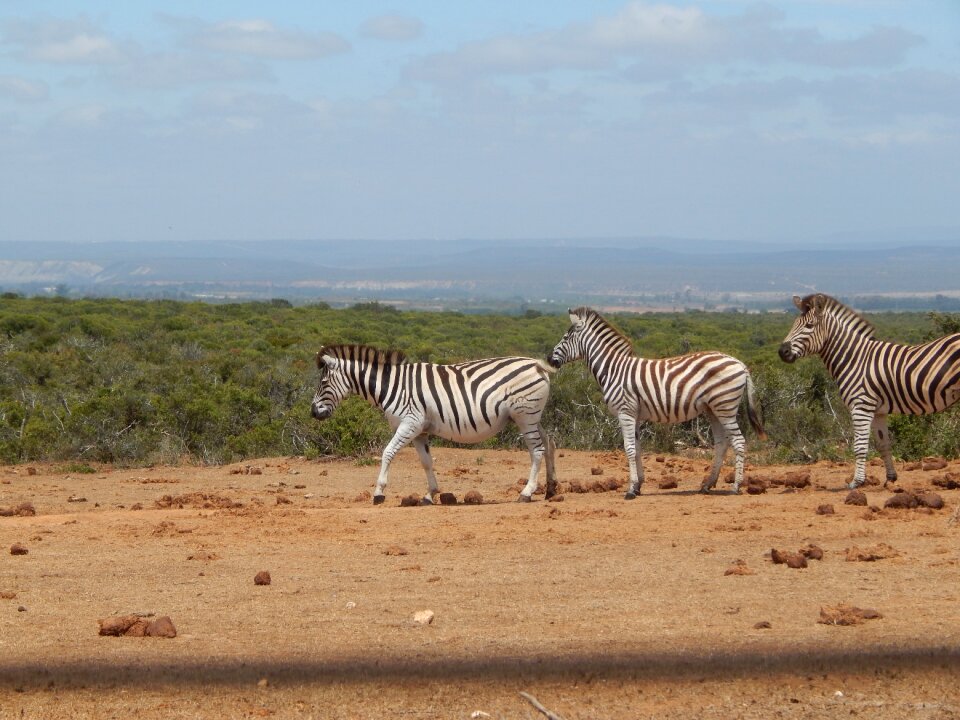 Zebras south africa addo national park