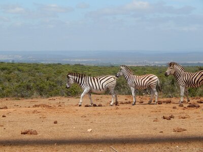 Zebras south africa addo national park
