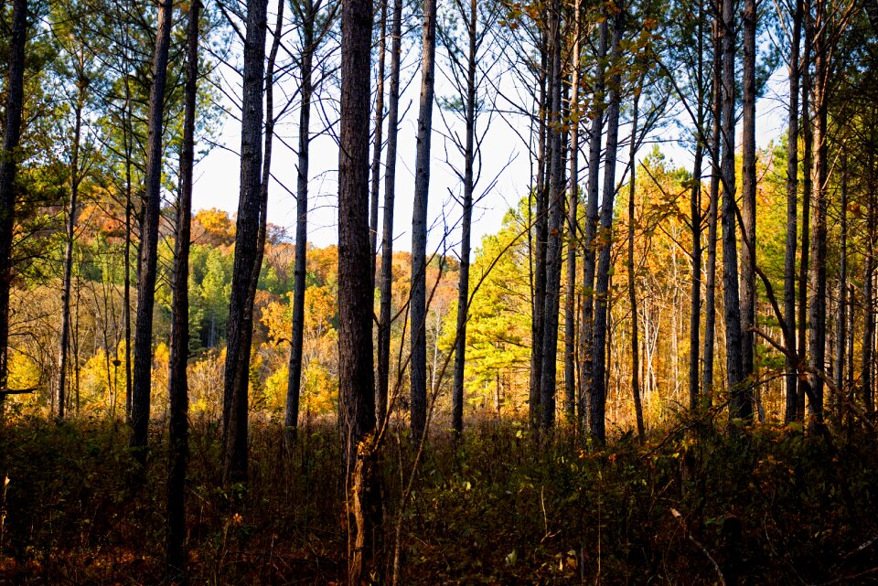 Nature landscape sun