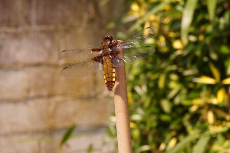 Dragonfly insect reed