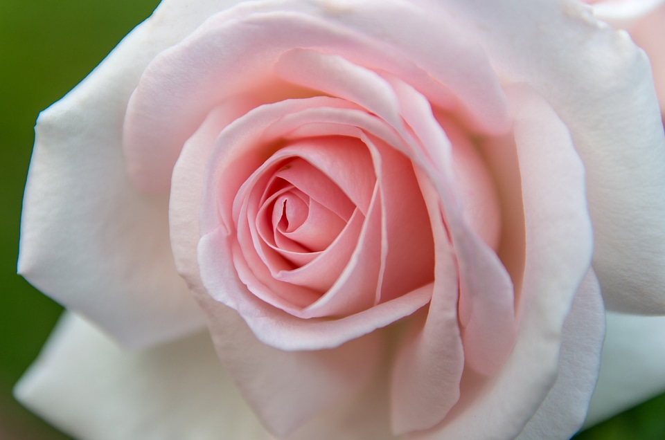 Blossom bloom soft