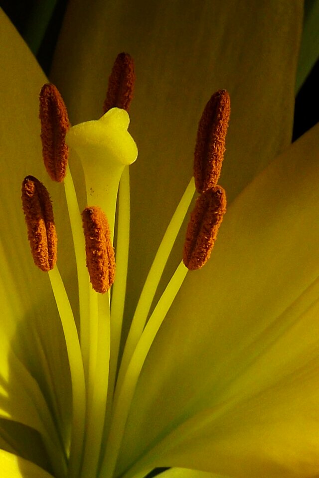 Lily flower macro
