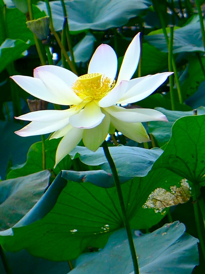 White lotus flower