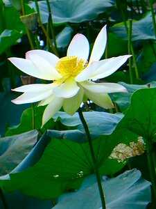 White lotus flower