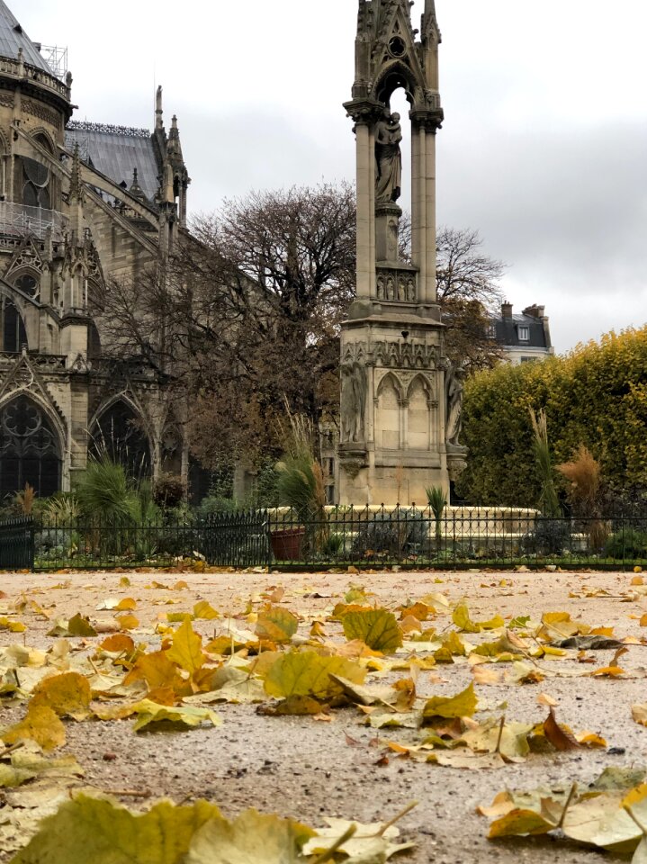 Leaves november