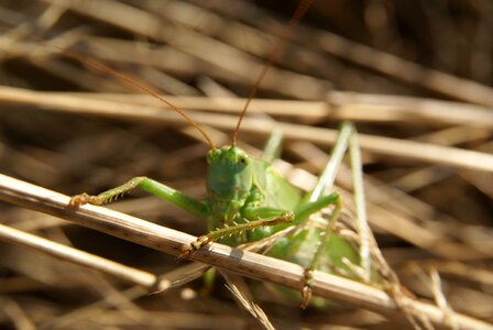 Bug nature stroh photo