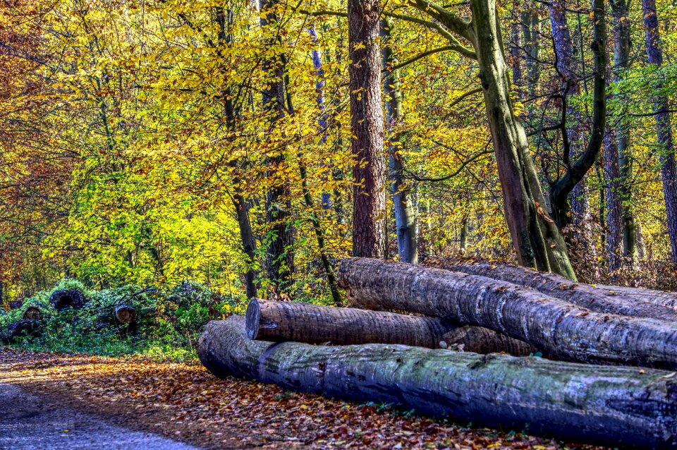 Autumn mood light