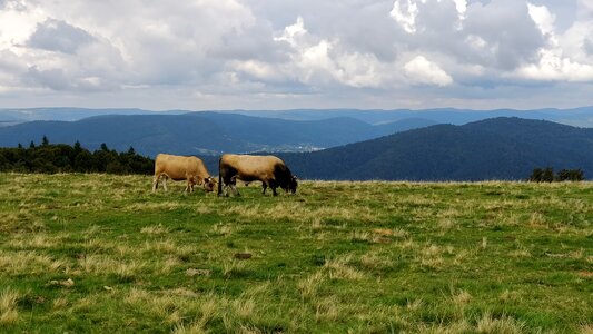 Alsace browse cloud
