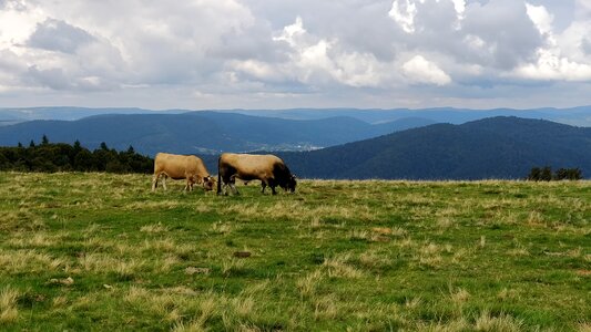 Alsace browse cloud photo