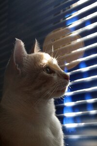 Cats pets feline