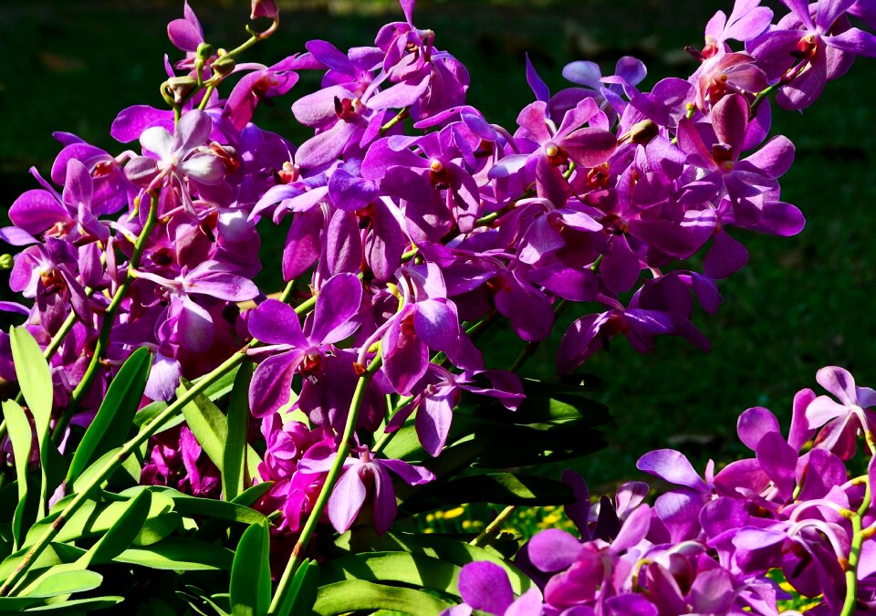 Nature flower plant