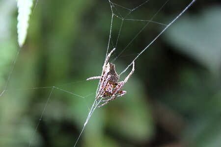 Nature insects web photo