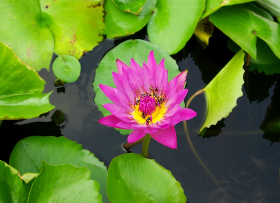 Bloom natural garden