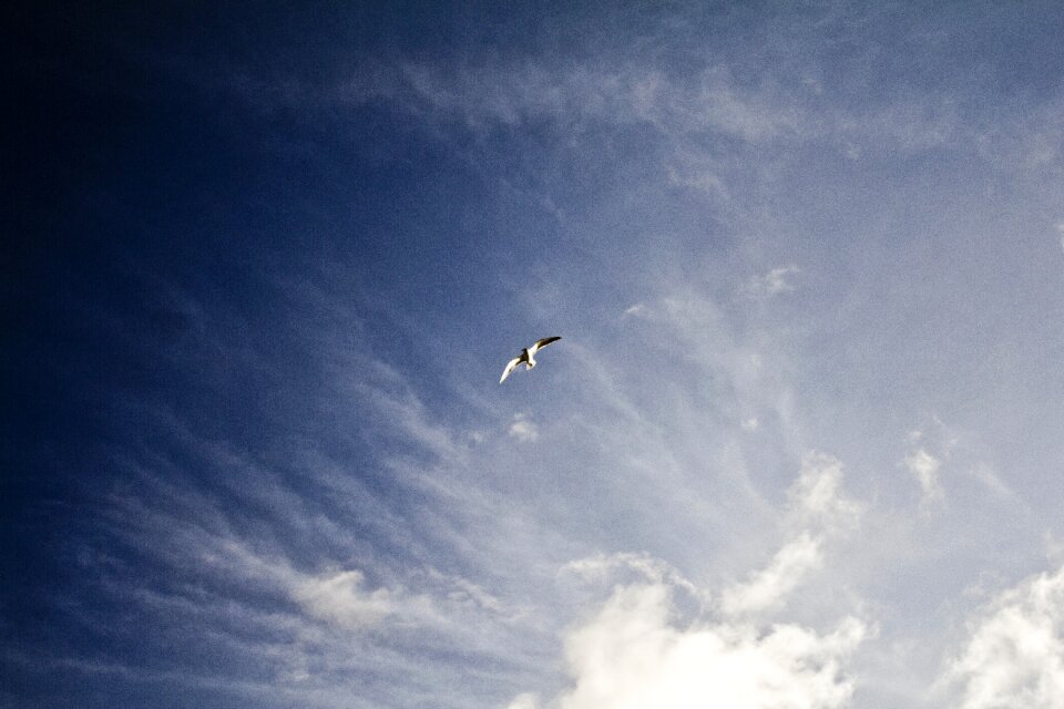 Flying bird nature