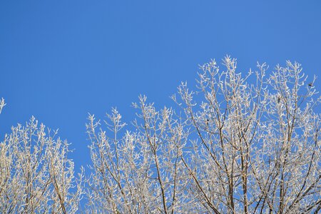 Tree trees ice cold photo