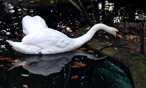 Swan nature schwimmvogel photo