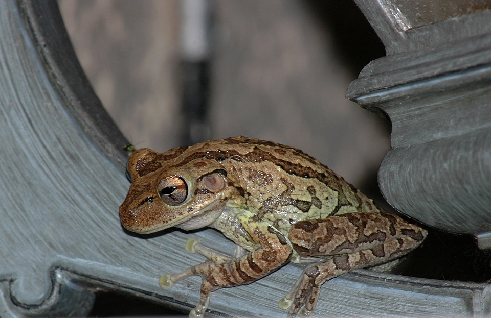 Amphibian animal wildlife