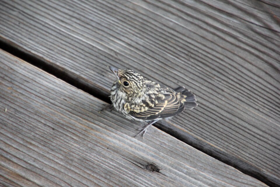 Bird young bird blackbird