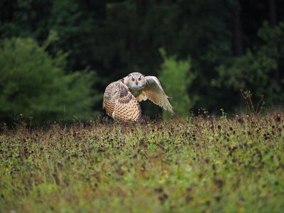 Owl siberian flight wings