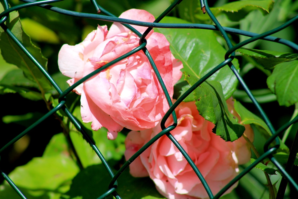 Flowers shrubs green