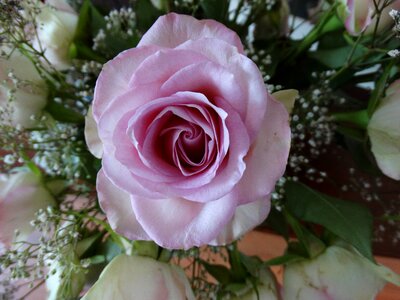 Flower roses romantic photo